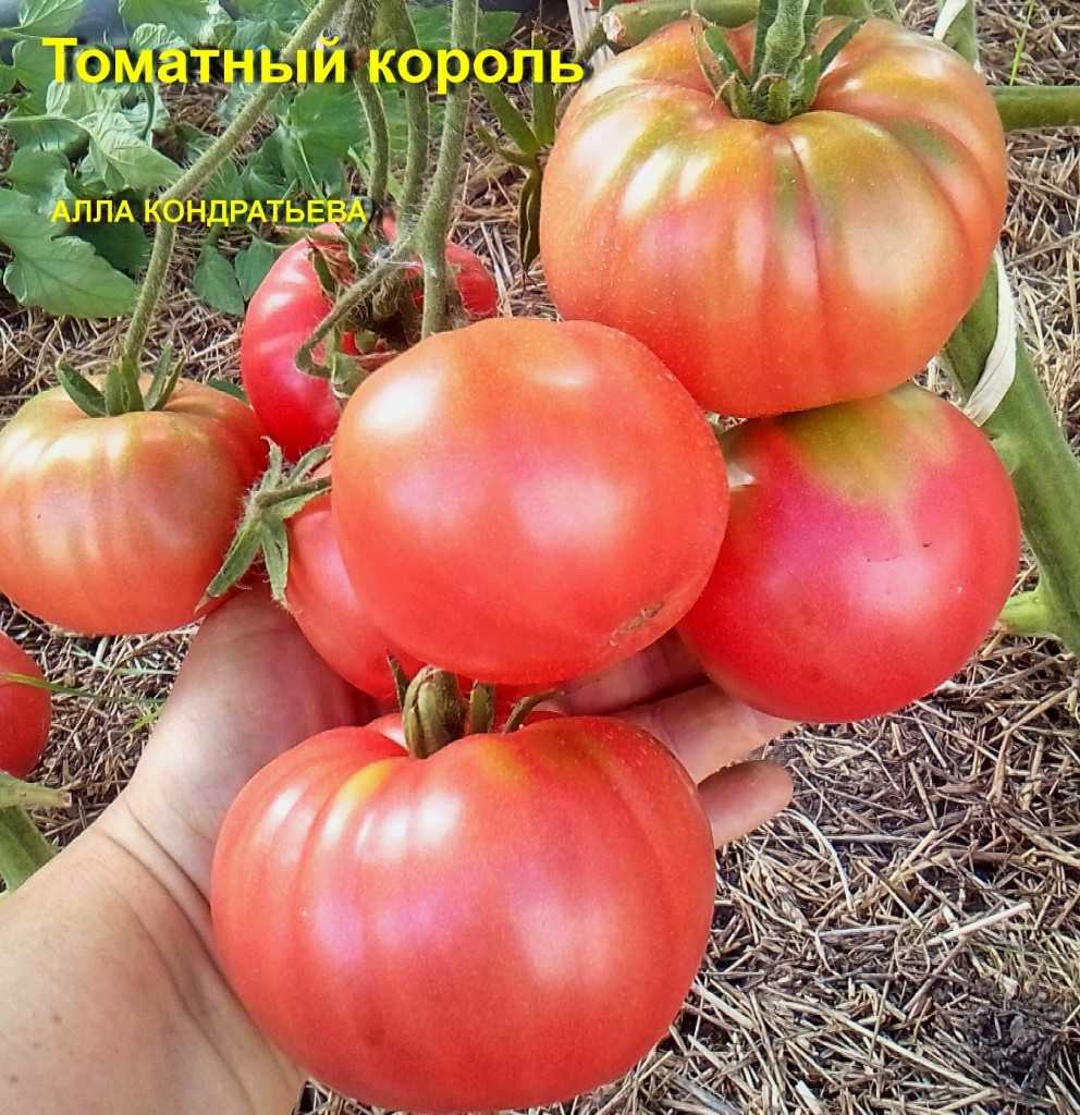 Обзор лучших сортов крупных помидоров для теплиц и открытого грунта