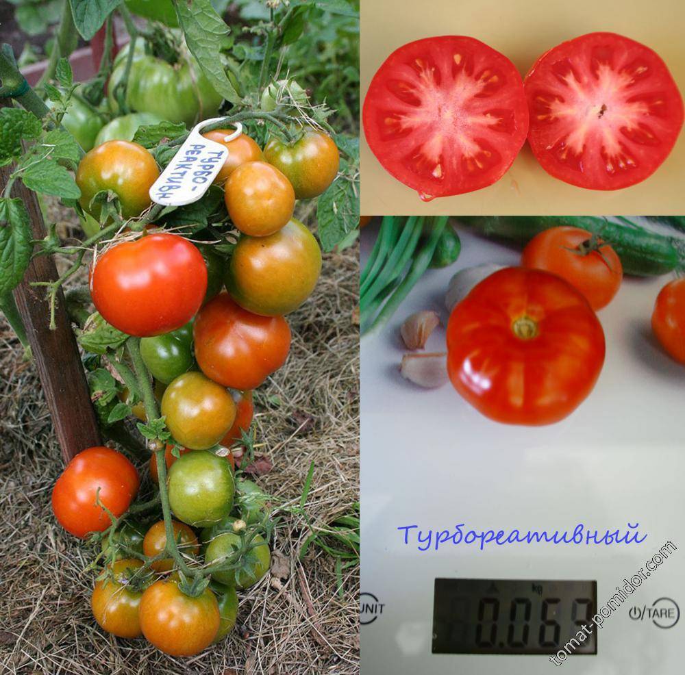 Томат турбореактивный: описание сорта, отзывы, фото, урожайность