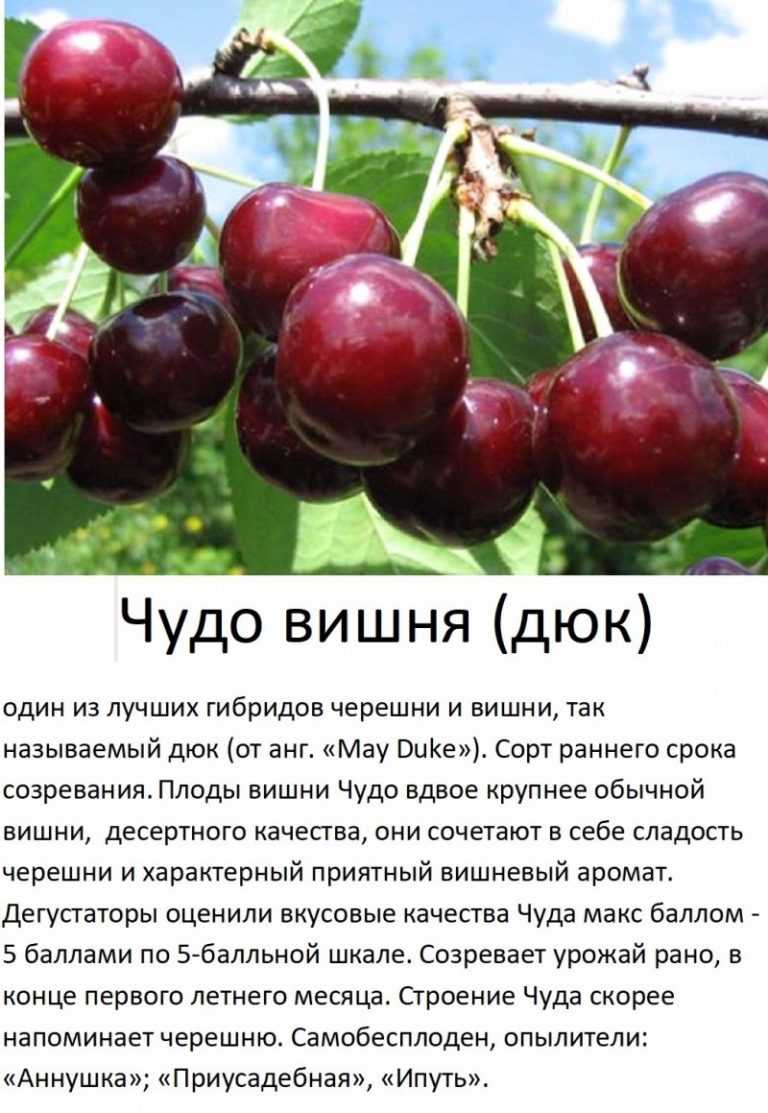 Вишня любимица описание сорта | хороший урожай🍎
