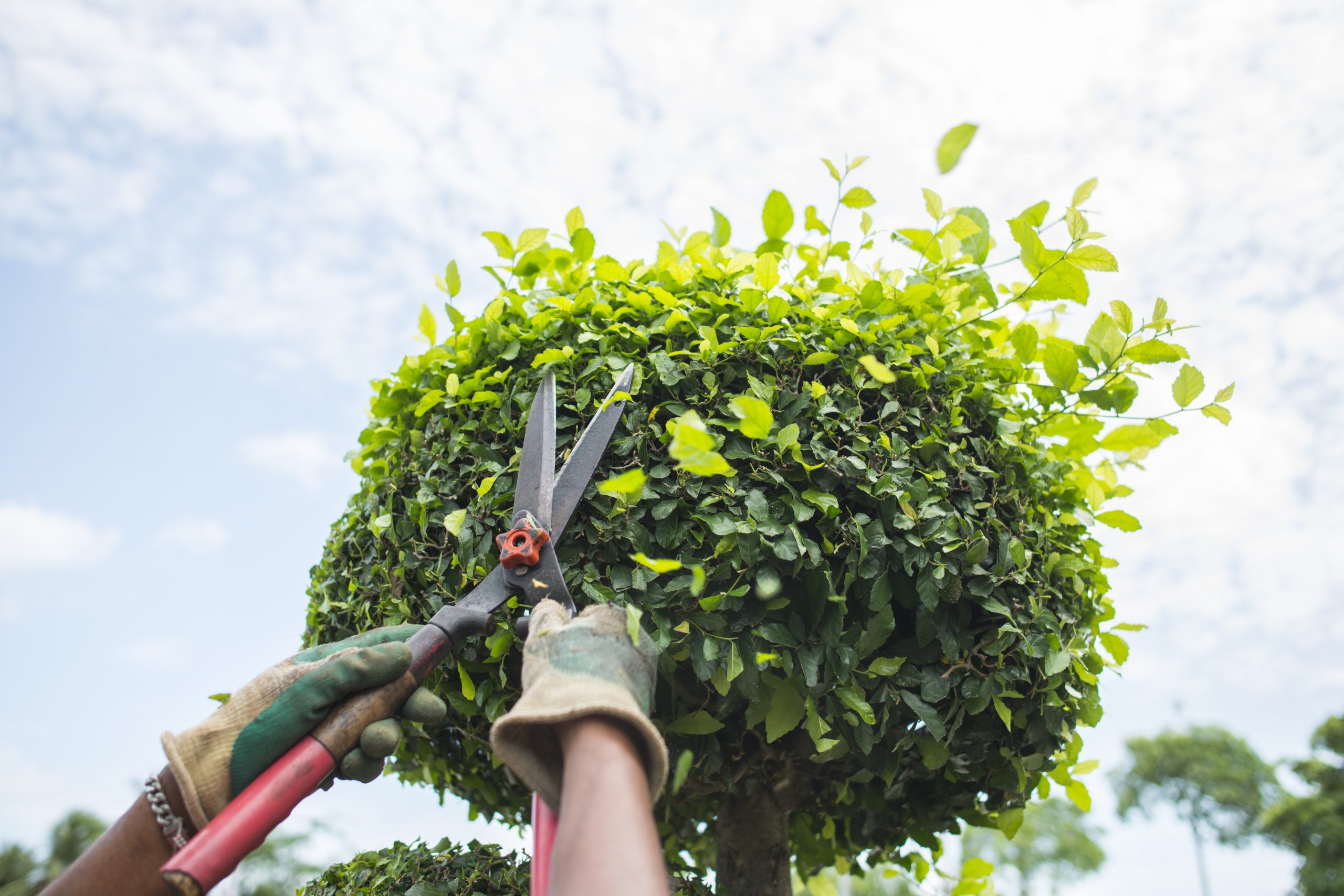 Types of pothos: 12 recommended varieties to grow indoors
