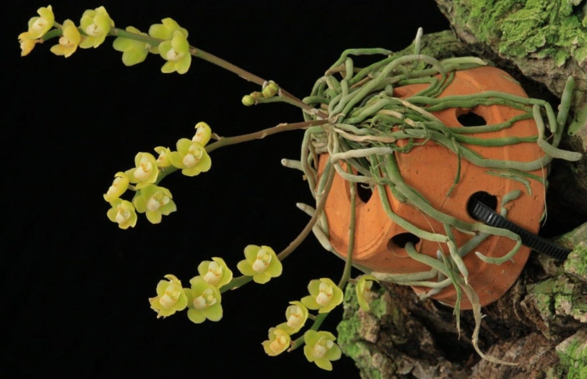 Chiloschista segawae - monaco nature encyclopedia