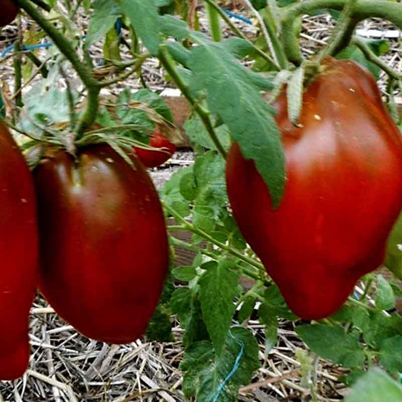 Томат кубинский перцевидный описание сорта, отзывы, фото