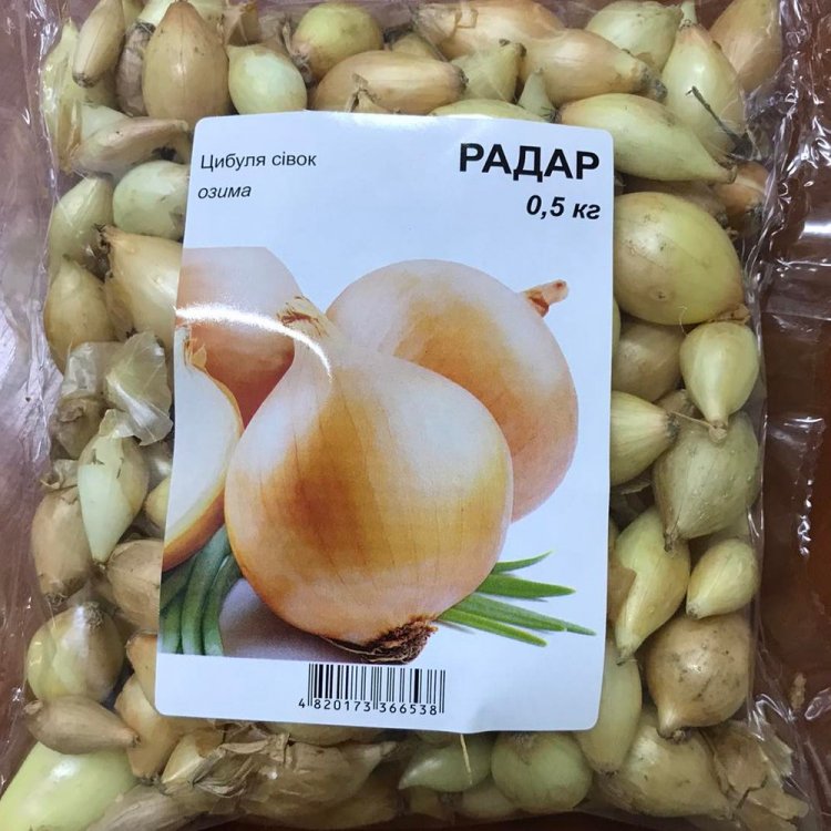 Лук ранний розовый описание сорта