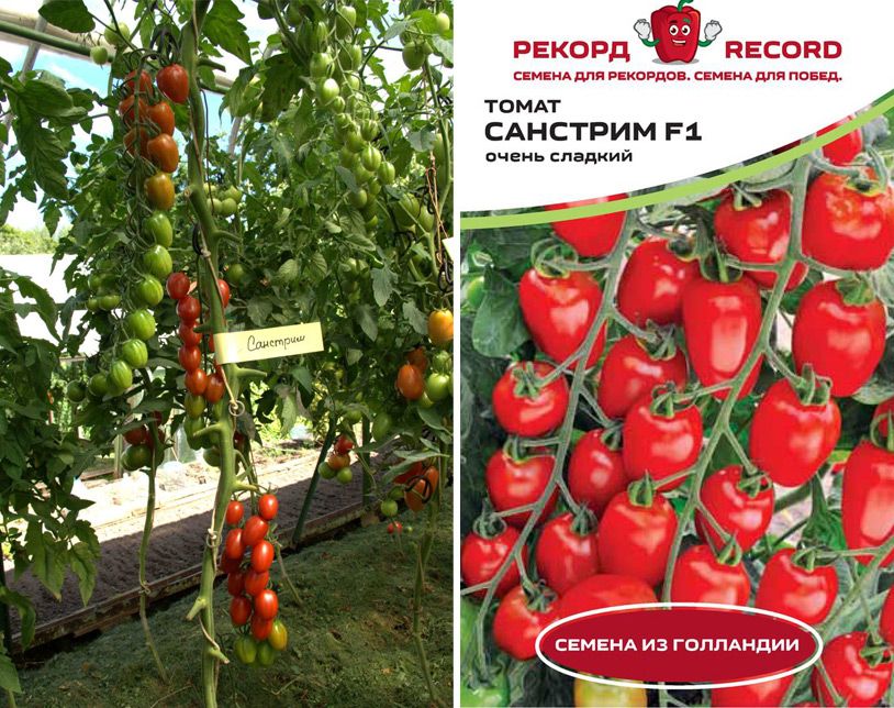 Характеристика сорта Замок Шартр Индетерминантный, высокоурожайный, среднеспелый, сорт томата от французских селекционеров В средней полосе его лучше выращивать в теплице