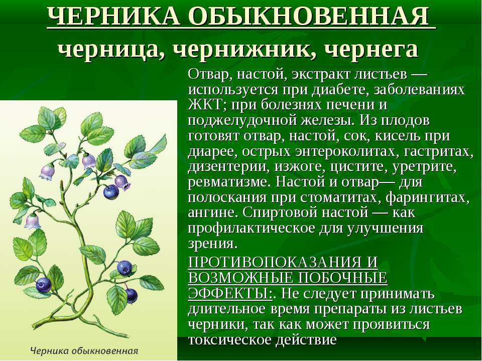 Черника обыкновенная (vaccinium myrtillus) » информационный портал lugasad — новое, лучшее, редкое!