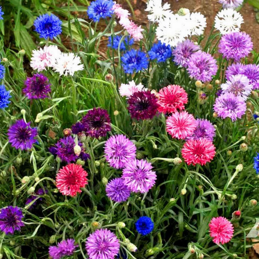 Василёк синий - centaurea cyanus - описание таксона - плантариум
