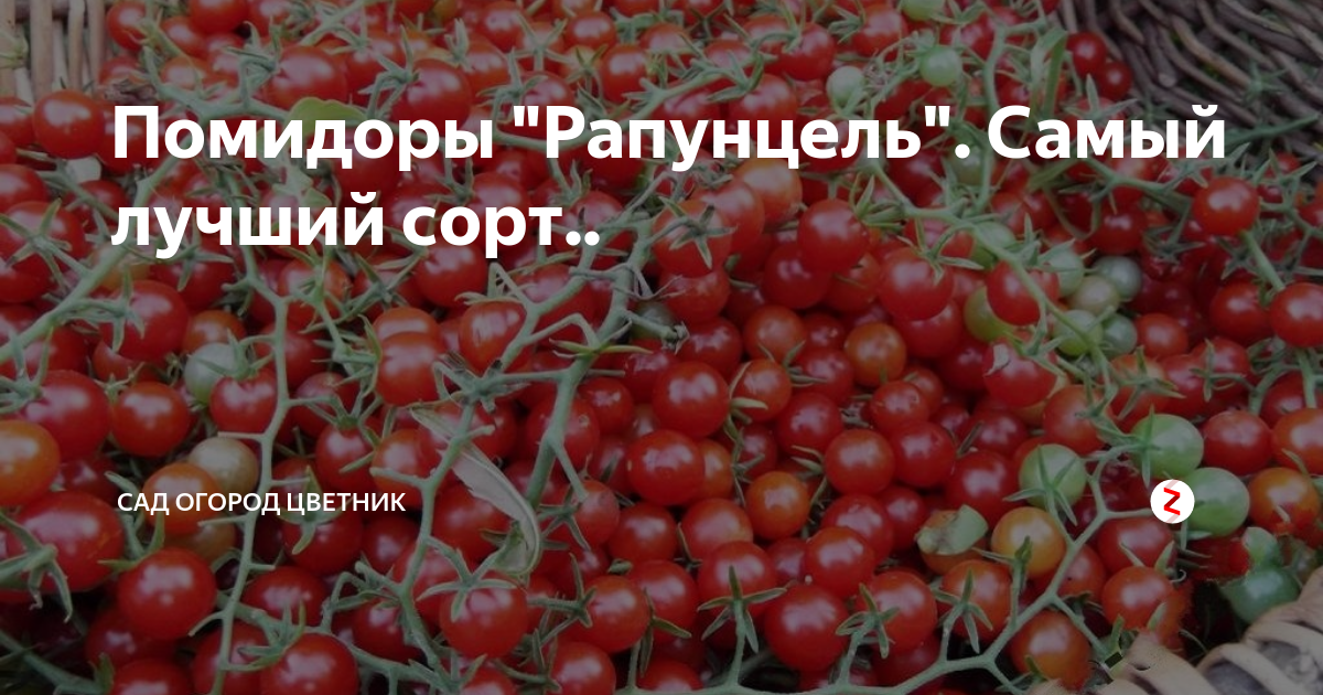 Томат рапунцель: отзывы, фото, урожайность, описание и характеристика