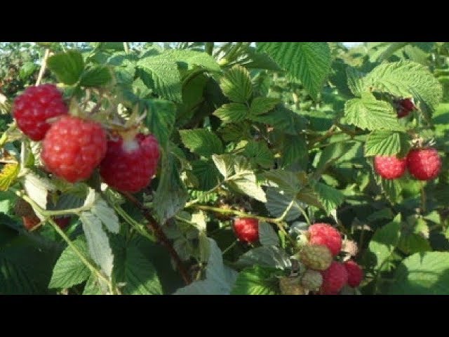 Морозостойкая малина сорта блестящая