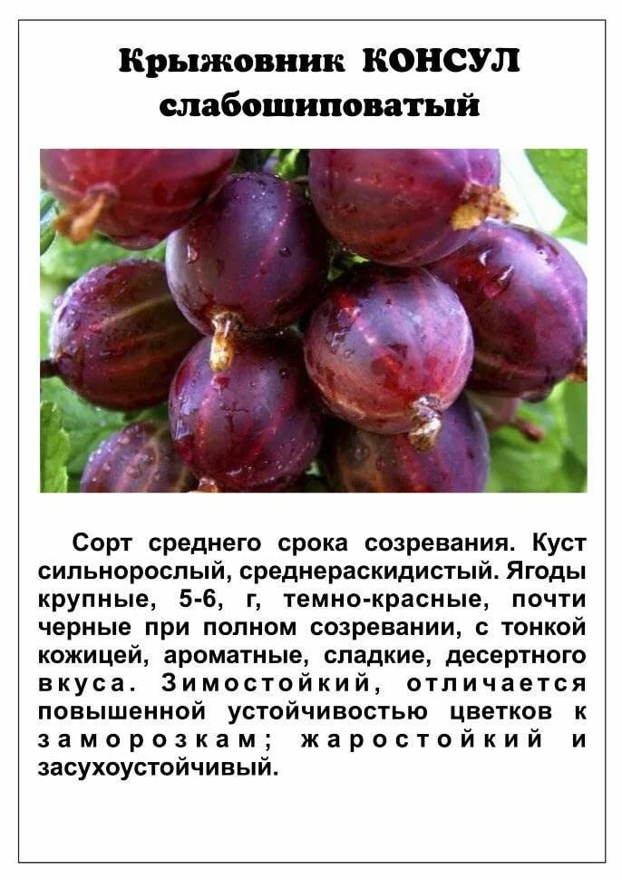 Крыжовник сорт владил описание сорта