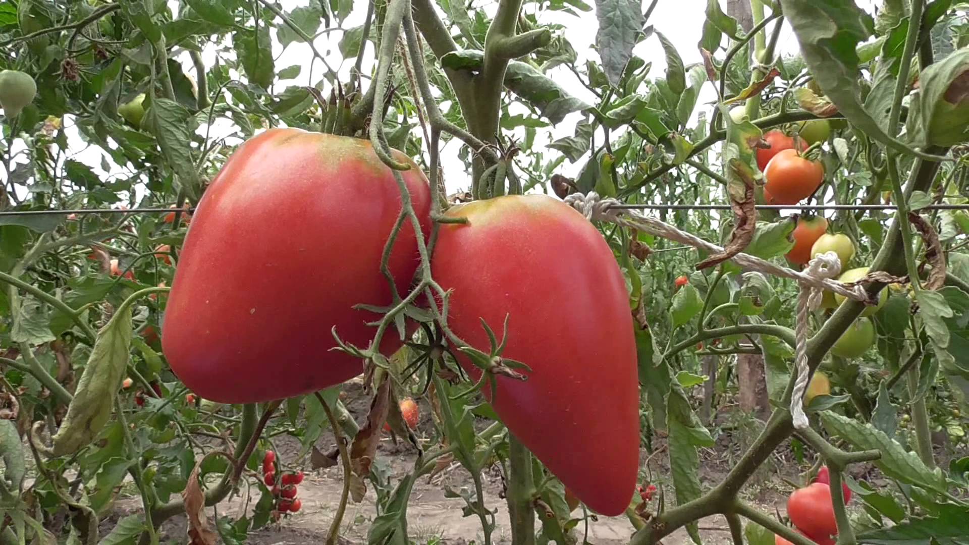 Томат обские купола: описание сорта, характеристика, отзывы об урожайности, фото