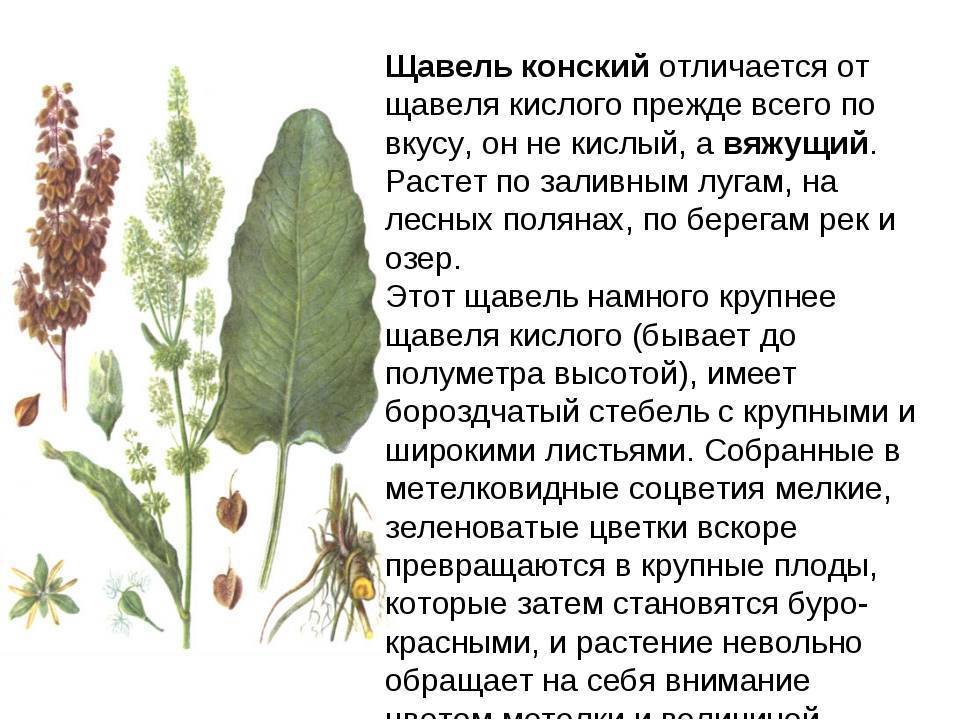 Щавель — особенности выращивания и лучшие сорта витаминной зелени. фото — ботаничка