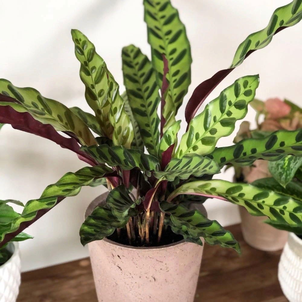 Calathea louisae- this care guide will show you how to make thai beauty thrive | today's gardener