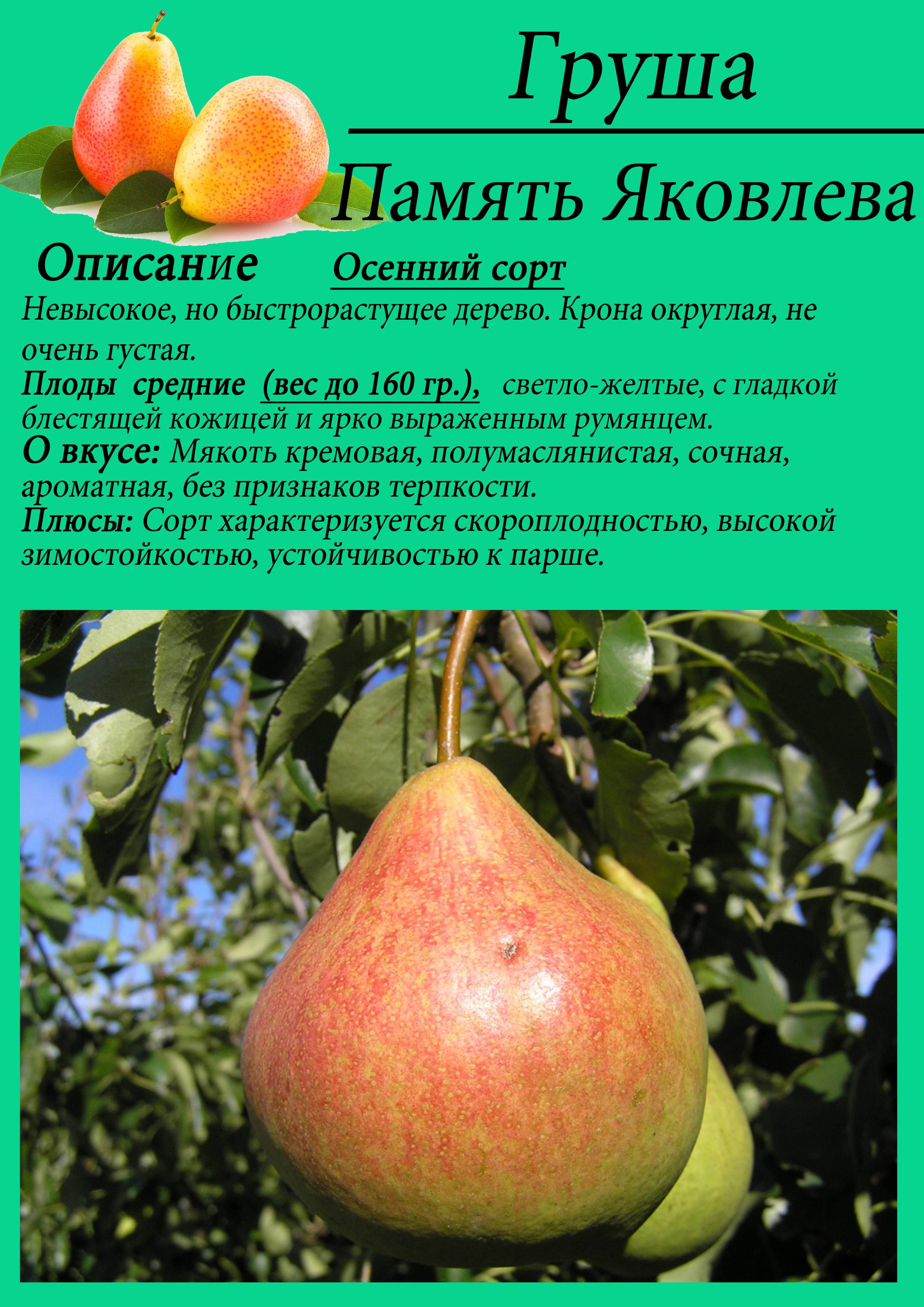 Груша сорт мария фото отзывы