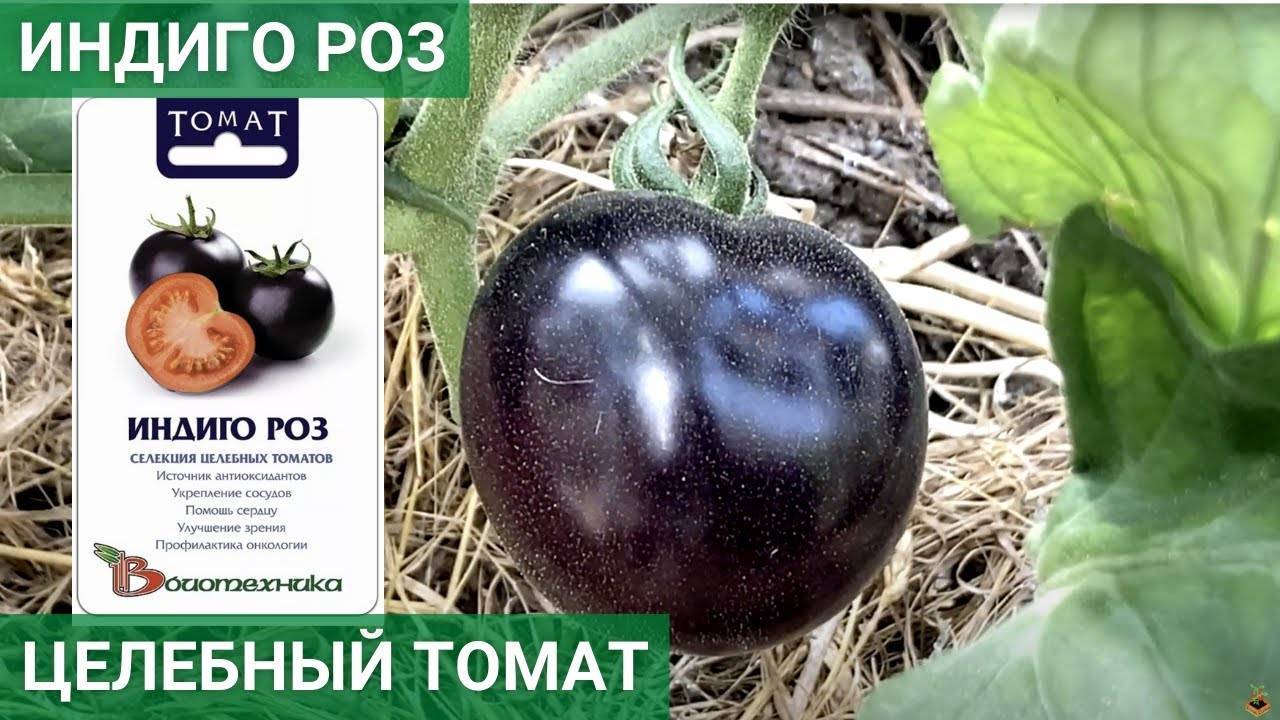 Всё о томате Индиго роуз с фото и видео Поздний, кистевый сорт из серии черных томатов Куст при выращивании в теплице высотой до 1,5 метров, чаще до 1,2 метра