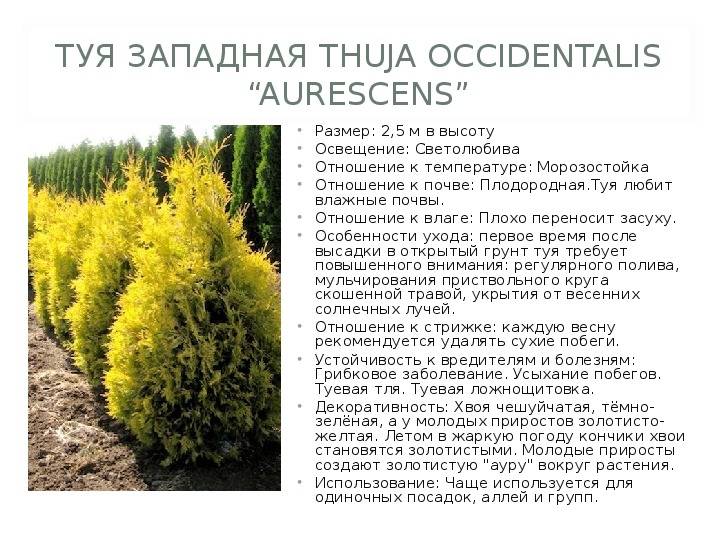 Туя западная - посадка и уход, описание сортов, выращивание, обрезка, размножение