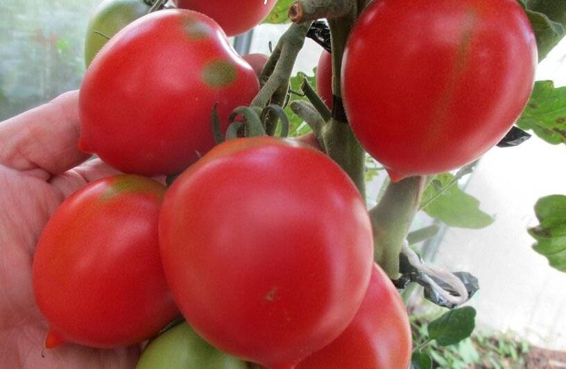 Томат сызранская пипочка: описание сорта, отзывы (7), фото | tomatland.ru