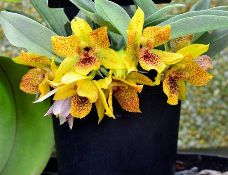 Liparis loeselii - fen orchid