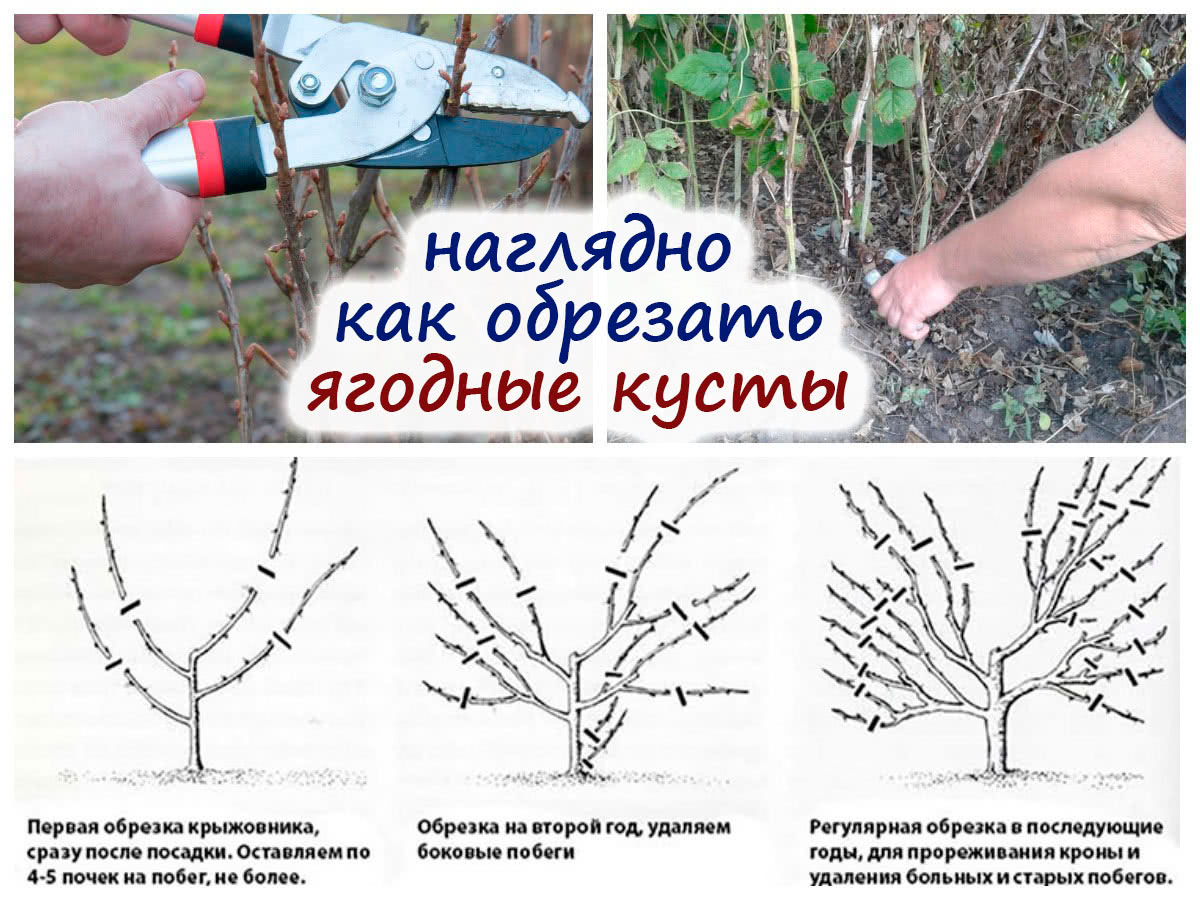 Растение кустарниковая вишня: посадка и уход, популярные сорта