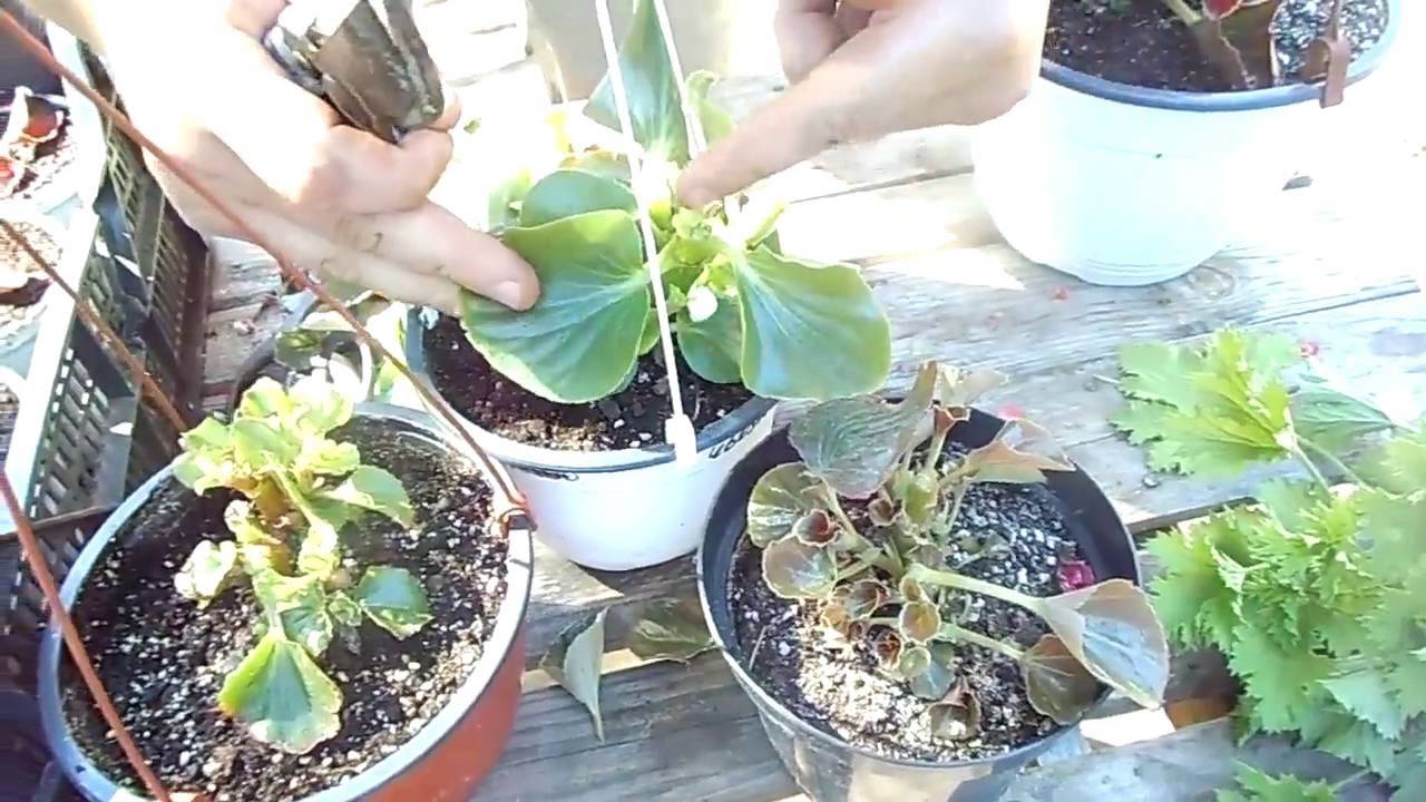 Как ухаживать за цветком бегония в домашних условиях