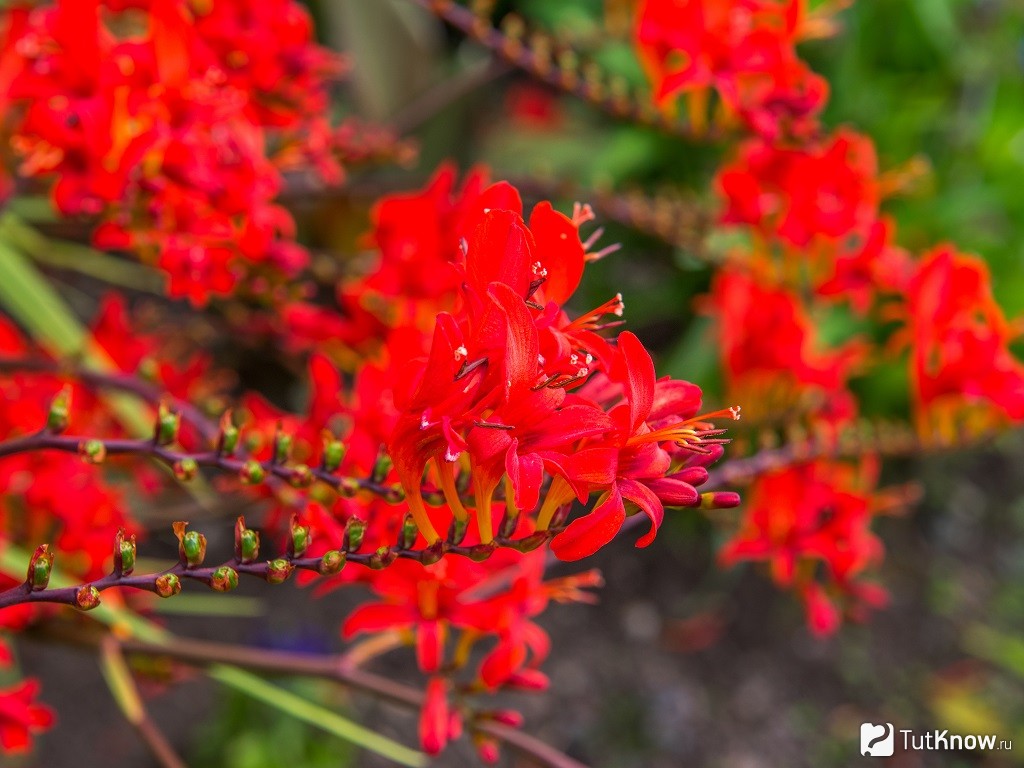 Анигозантос (anigozanthos) — описание, выращивание, фото