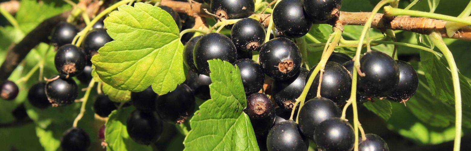 Чёрная смородина созвездие — основные характеристики