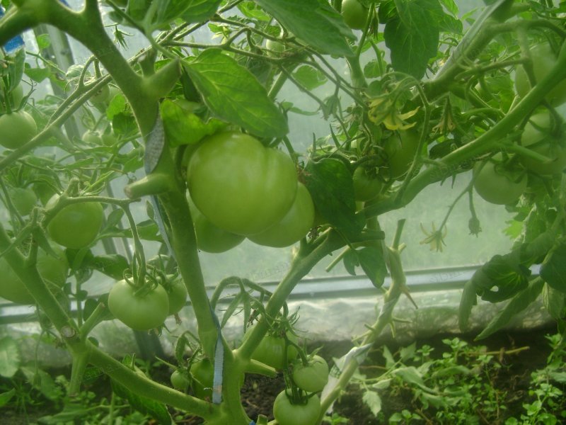 Лучшие сорта клубники на 2021 год: самые вкусные, урожайные, новые, сладкие, крупные - огород-365