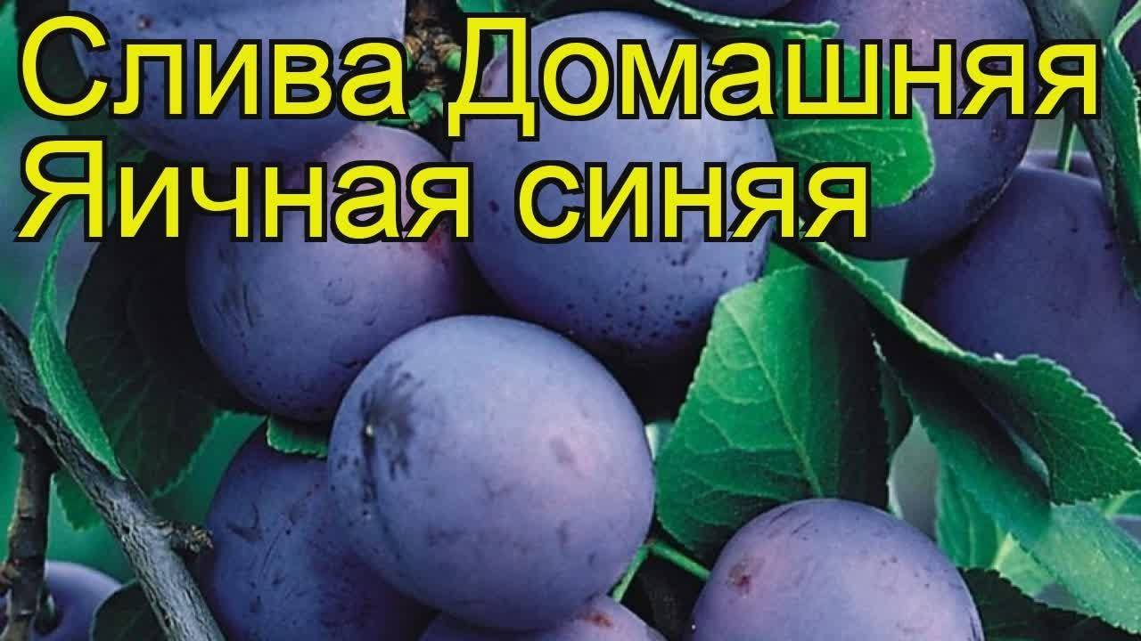 Слива "яичная синяя": описание сорта и фото, характеристики и особенности выращивания selo.guru — интернет портал о сельском хозяйстве