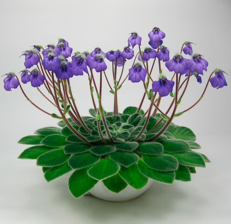 Петрокосмея. цветок петрокосмея (petrocosmea)