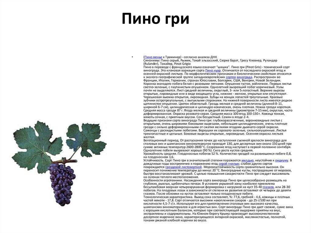 Описание винограда сорта жемчуг, подвиды и технология выращивания