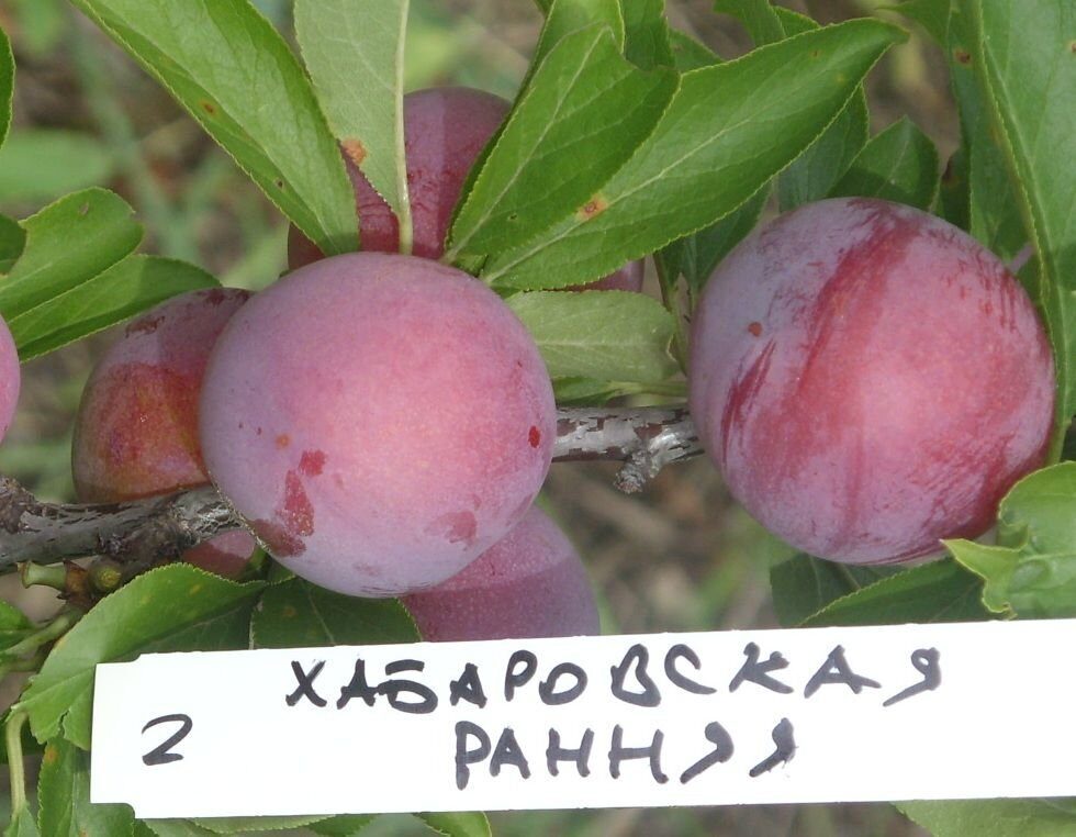Ранние сорта сливы: описание, характеристики, отзывы, фото