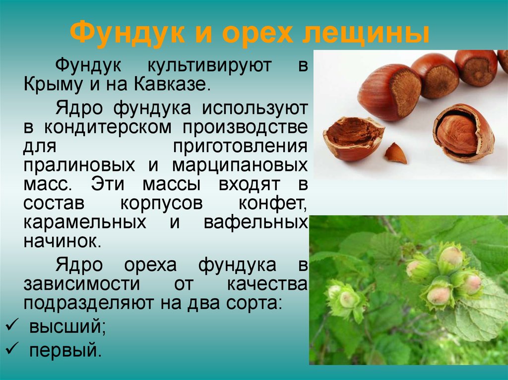 Лещина: описание, посадка и уход, выращивание