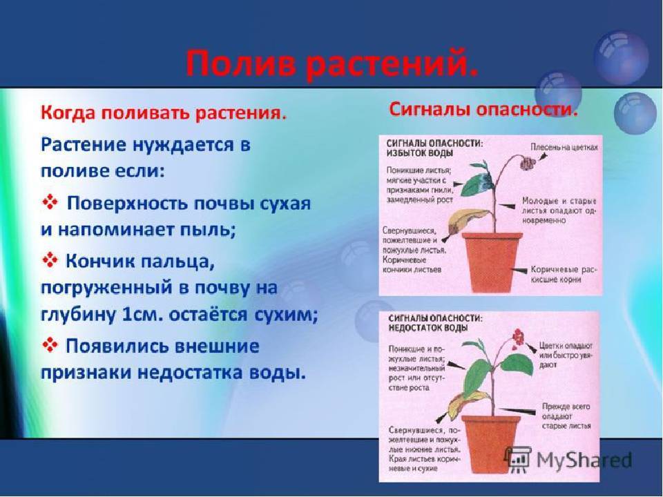 Адлумия: как ухаживать за редким растением