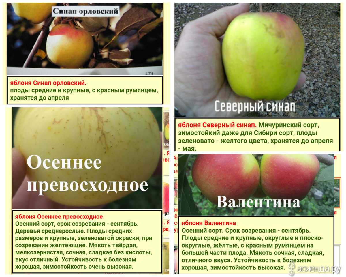 Выбор лучших сортов яблони синап » дом, сад и огород - актуальные и полезные советы дачникам и огородникам: посадка, уход, цветы, овощи и фрукты, грибы и ягоды