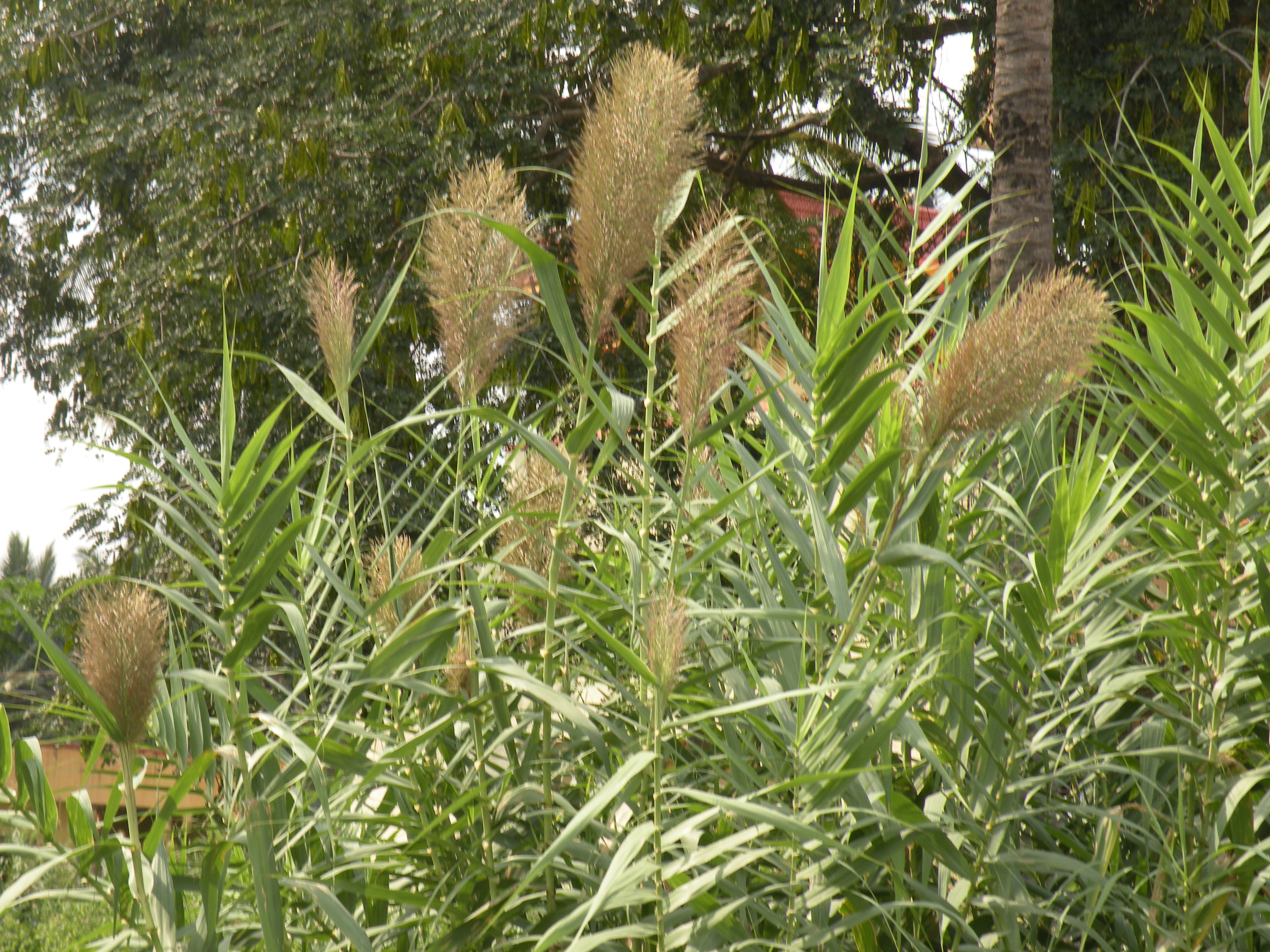 Арундо донакс arundo donax бамбук тростниковый посадка и уход