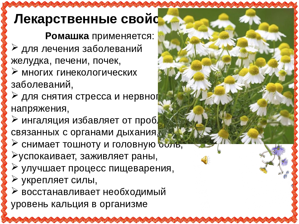 Как вырастить матрикарию в домашних условиях