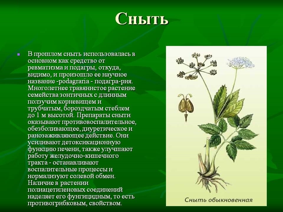 Салат балет описание посадка