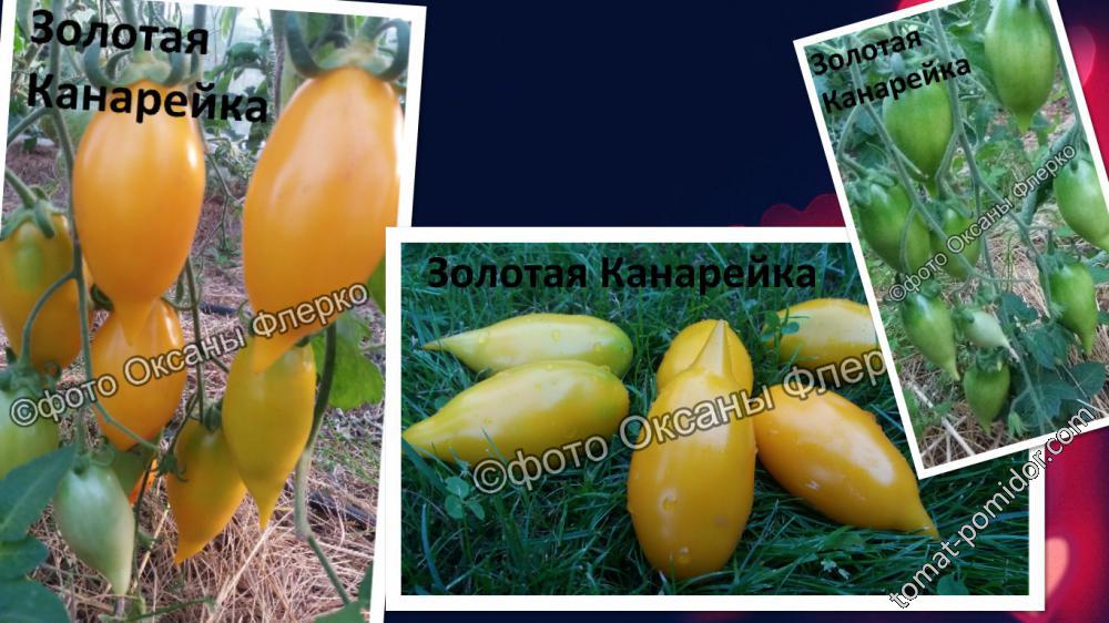 Описание сорта томата золотая канарейка и его характеристики