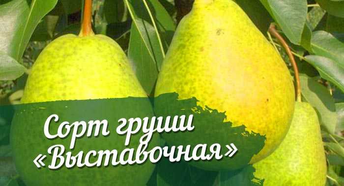 Груша кокинская: описание и характеристики сорта, посадка и уход в домашних условиях, фото