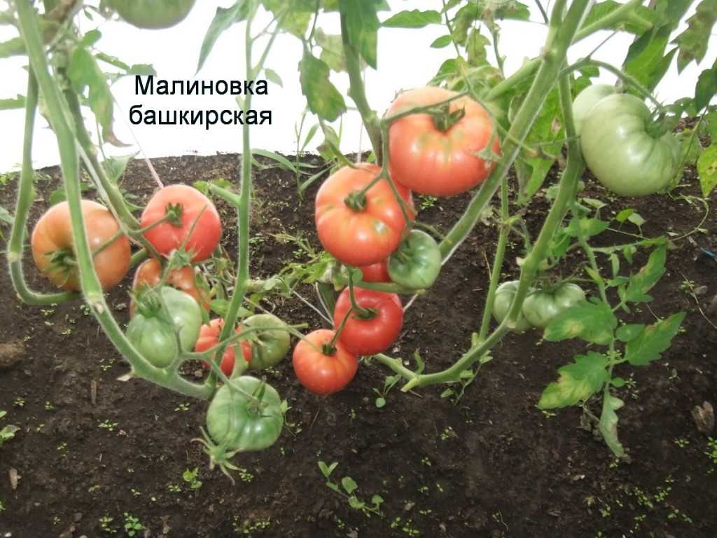 Томат малиновка яблочная отзывы фото урожайность