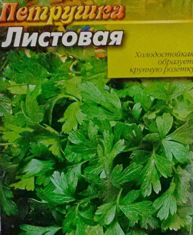 Все о петрушке: однолетнее или многолетнее растение, сколько растет на одном месте