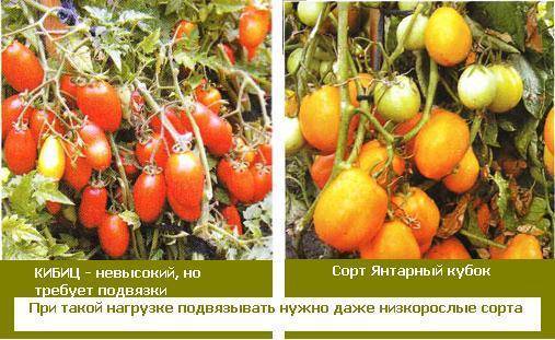 Томат янтарный 530: описание и характеристика гибридного сорта с фото