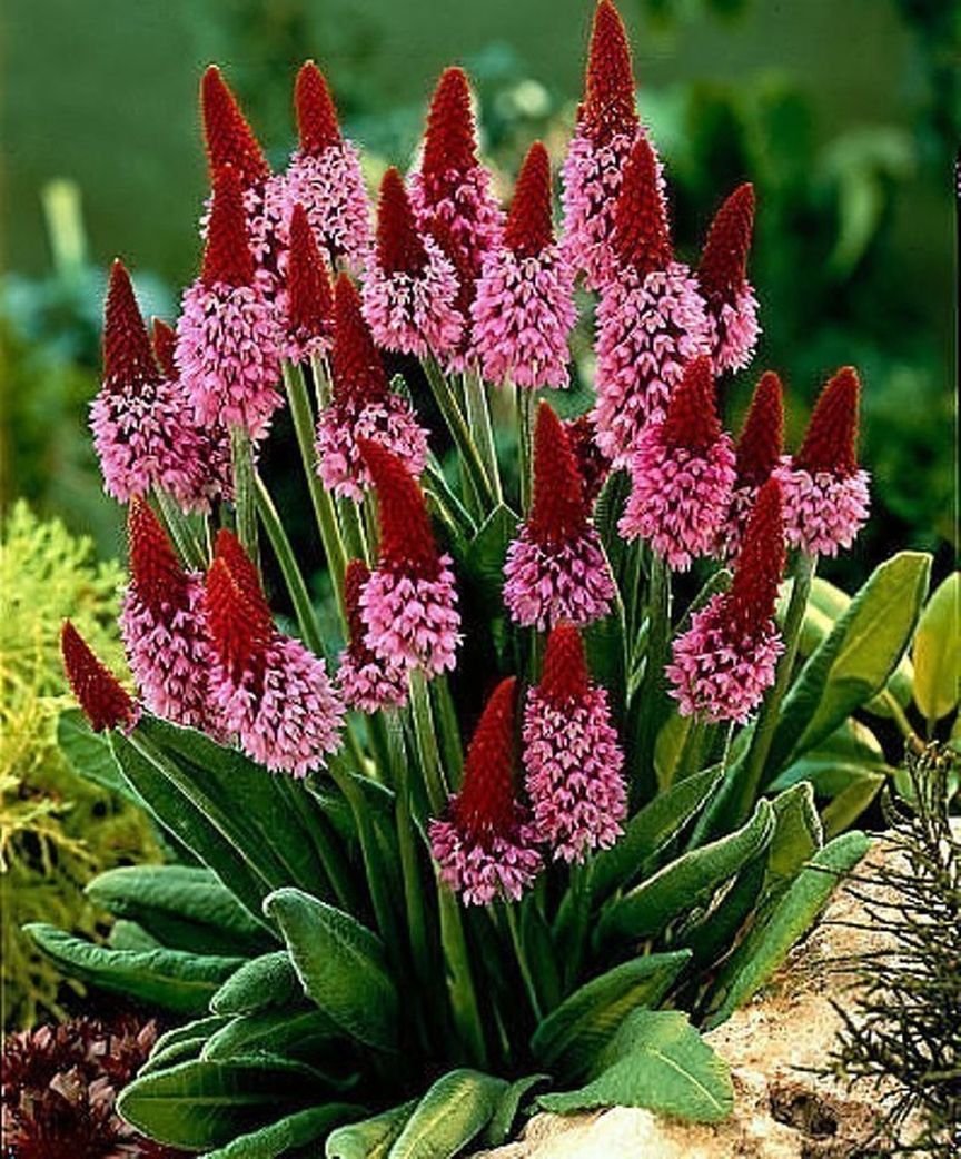 Венечник обыкновенный (anthericum liliago)