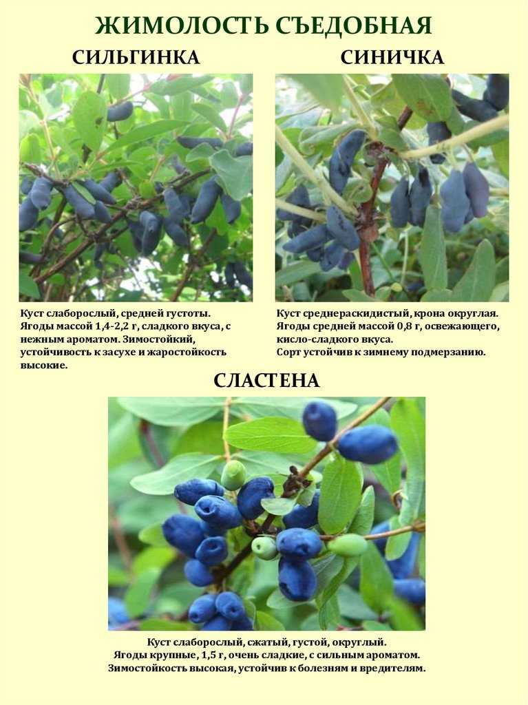 Гжелка - сорт растения жимолость