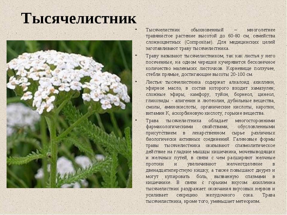 Яблоня китайка: описание и сравнение золотой ранней, керр, бельфлер и других разновидностей сорта, советы по выращиванию, а также фото