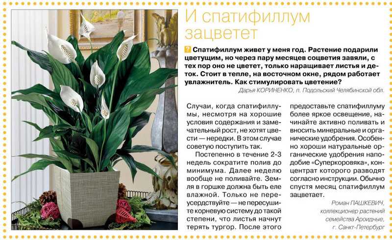 Спатифиллум — «женское счастье» — floraprice.ru
