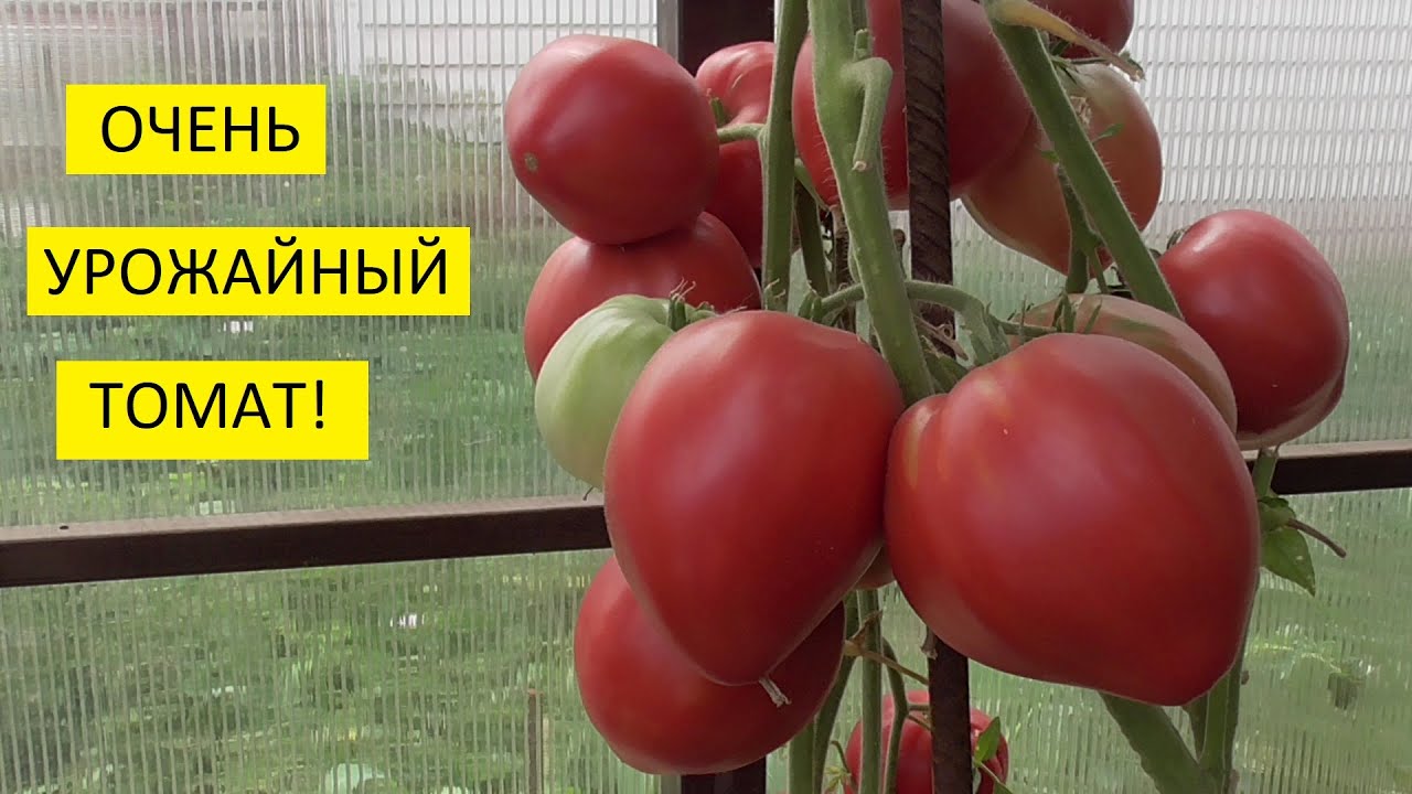 Фунгицид кардио топ: инструкция по применению препарата для винограда