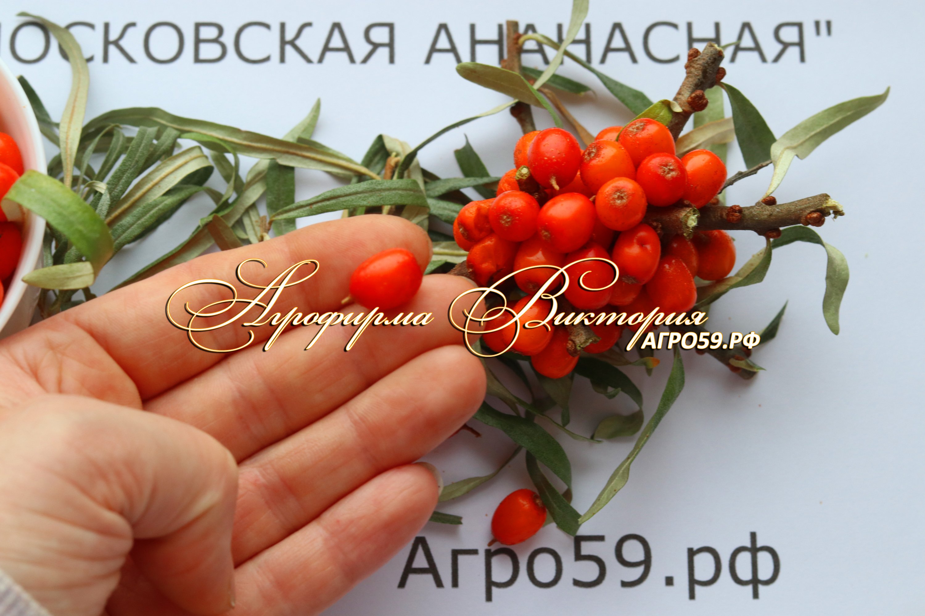 Лучшие сорта облепихи: одно и двуполые, самоплодные, крупные и сладкие, сорта по регионам