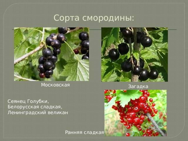 Сорт черной смородины голубка: фото, описание и характеристика сорта, отзывы