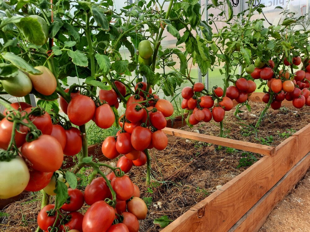 Томат новичок красный: характеристика и описание сорта помидоров, фото, отзывы тех, кто сажал, видео