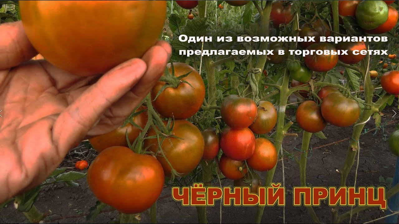 Томат крон принц: характеристика сорта, отзывы, урожайность